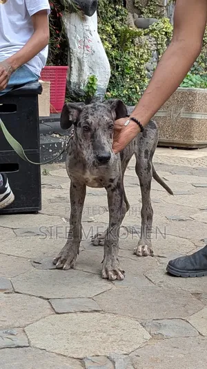 1-3 months Male Purebred Great Dane