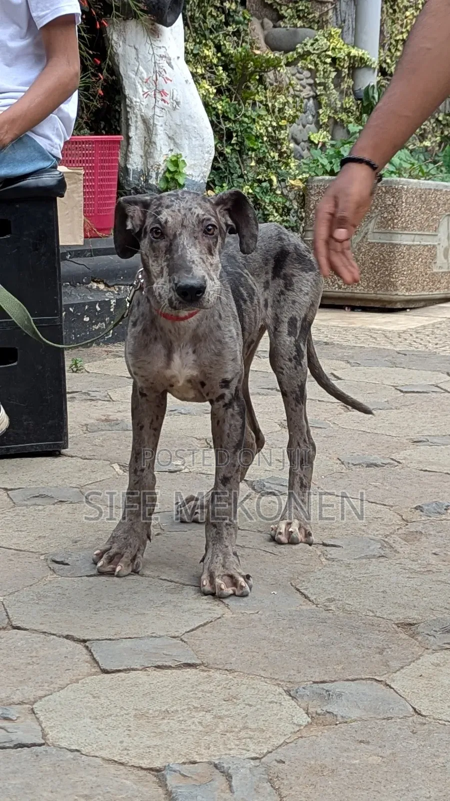 1-3 months Male Purebred Great Dane