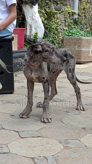 1-3 months Male Purebred Great Dane