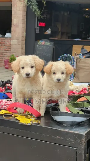 Photo - 1-3 months Male Purebred Maltese