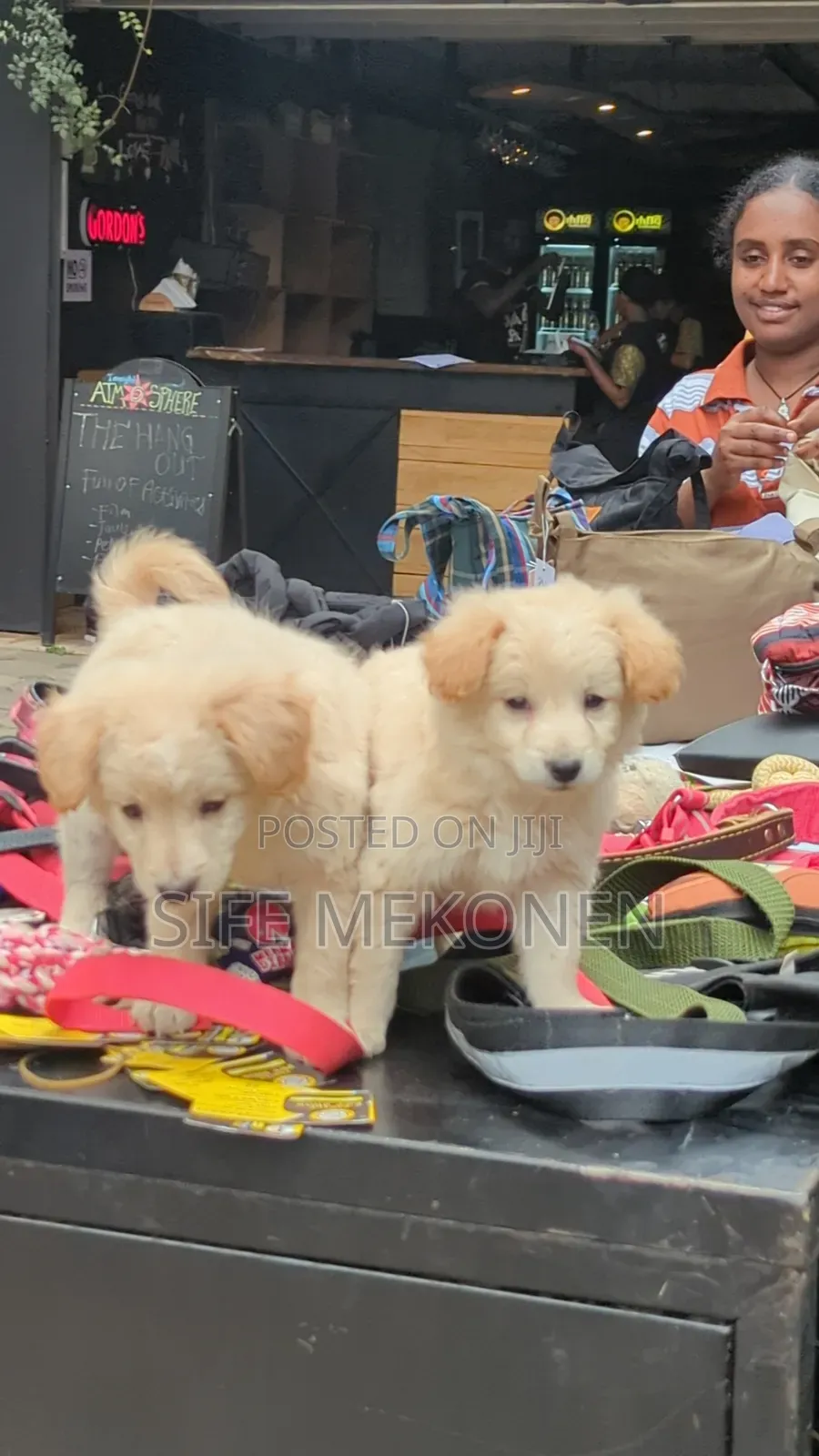 1-3 months Male Purebred Maltese