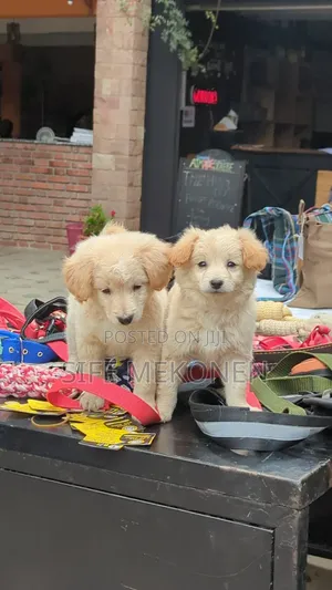 1-3 months Male Purebred Maltese