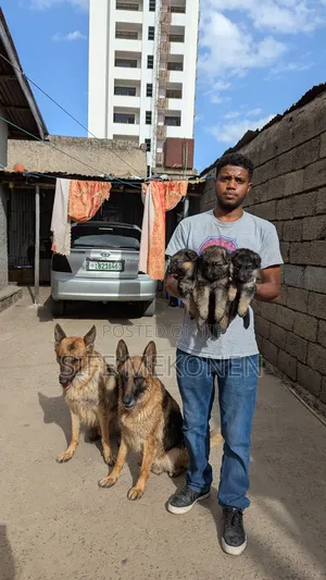 Photo - 1-3 months Male Purebred German Shepherd