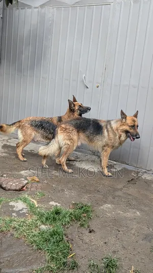 1-3 months Male Purebred German Shepherd