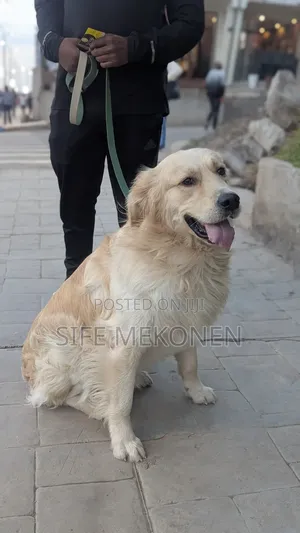 Photo - 1-3 months Male Purebred Golden Retriever