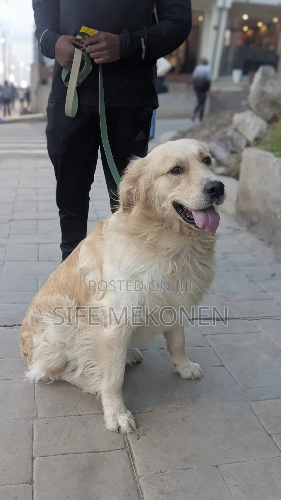 1-3 months Male Purebred Golden Retriever