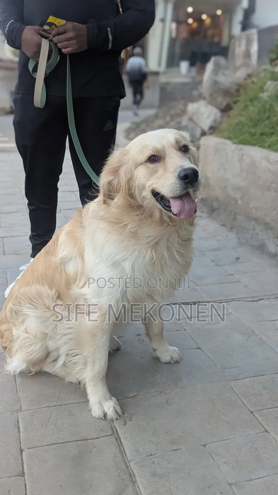 1-3 months Male Purebred Golden Retriever