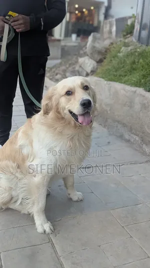1-3 months Male Purebred Golden Retriever