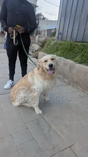 1-3 months Male Purebred Golden Retriever