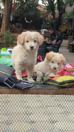 1-3 months Male Purebred Maltese