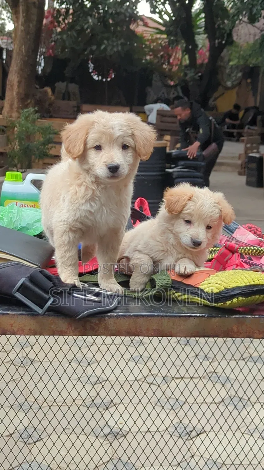 1-3 months Male Purebred Maltese