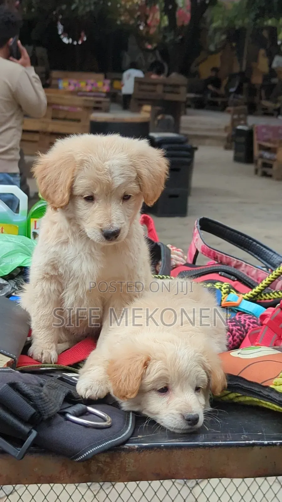 1-3 months Male Purebred Maltese