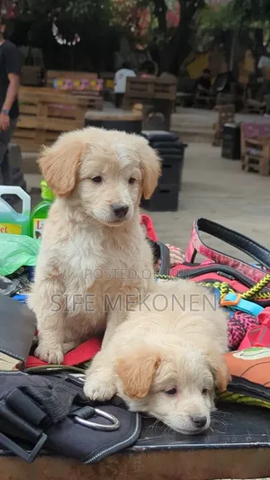 1-3 months Male Purebred Maltese