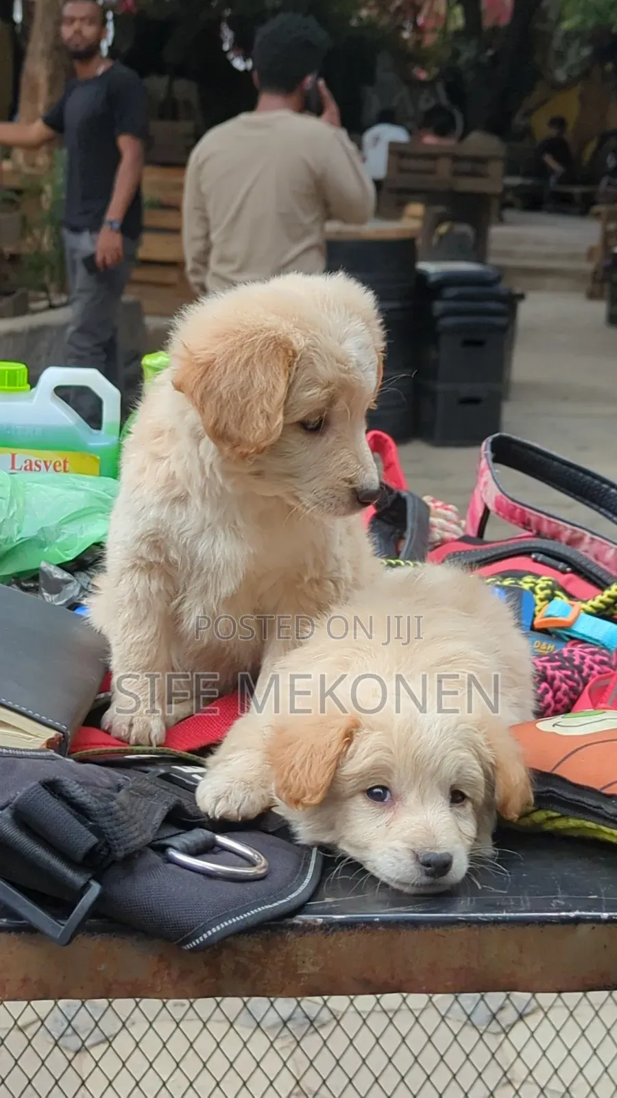 1-3 months Male Purebred Maltese