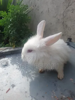 Photo - ጥንቸል Rabbit