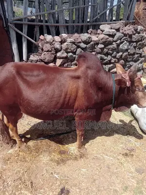 Cow and Sheeps