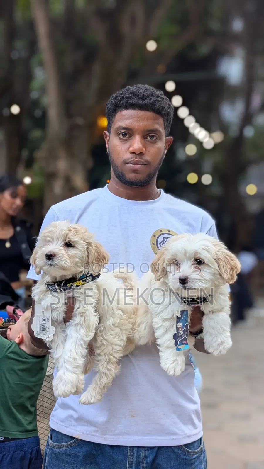 1-3 months Male Purebred Maltese