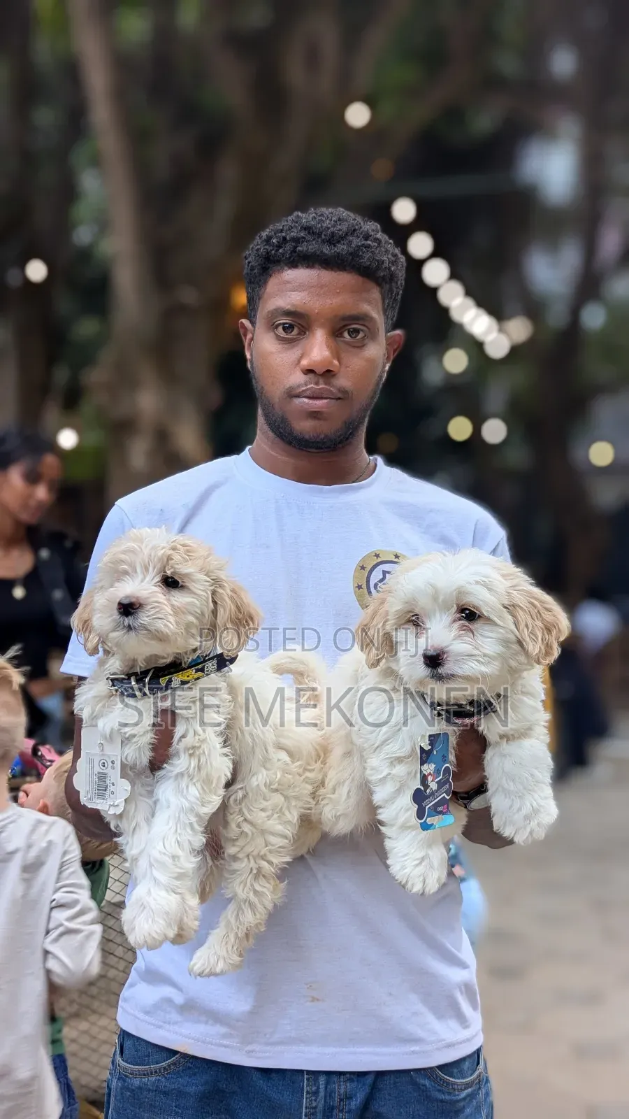 1-3 months Male Purebred Maltese