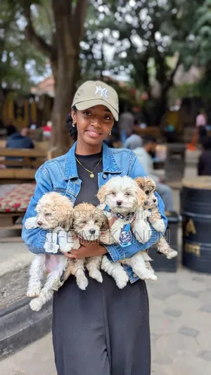 Photo - 1-3 months Male Purebred Maltese