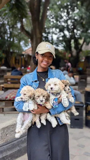 1-3 months Male Purebred Maltese