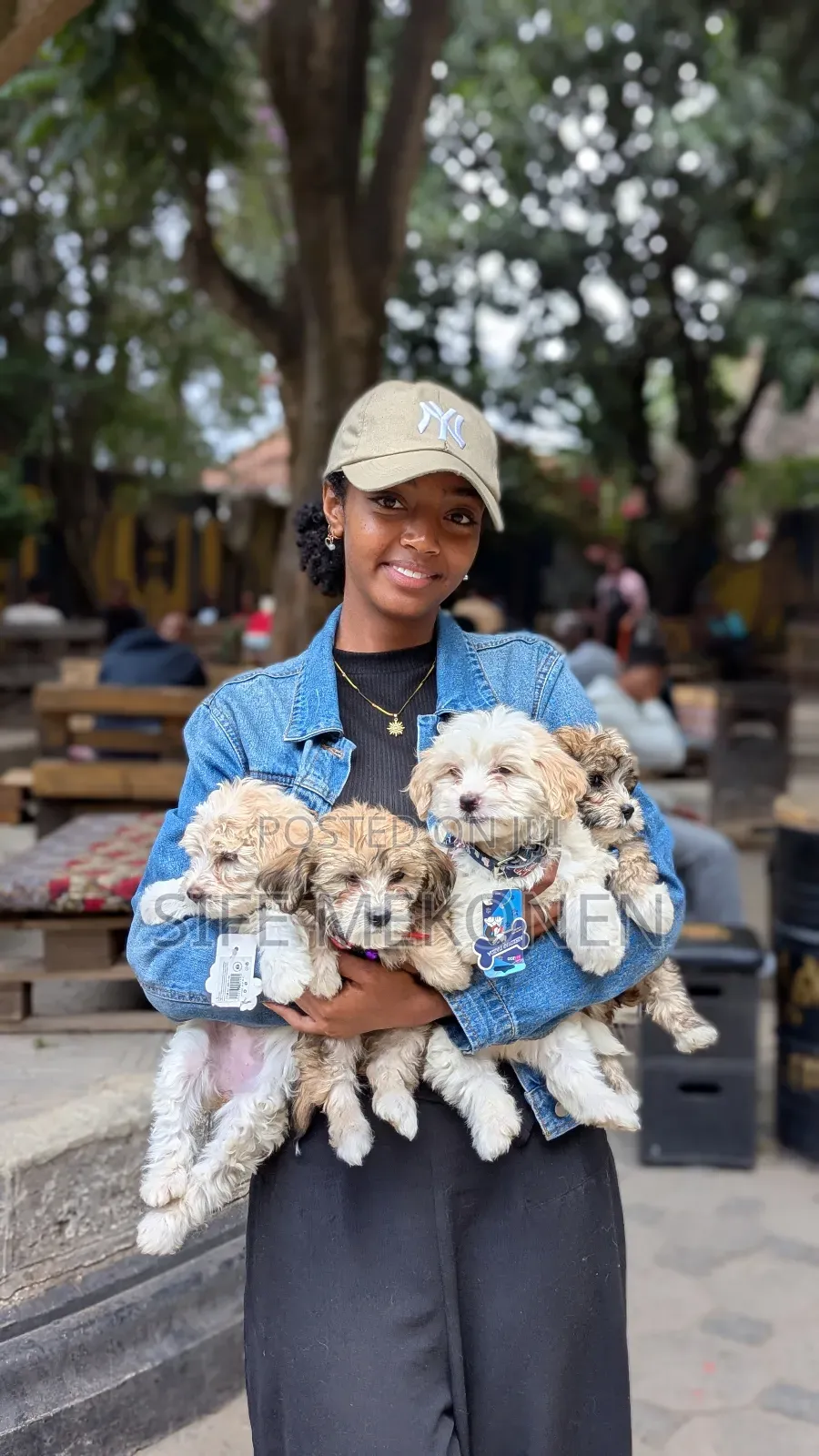 1-3 months Male Purebred Maltese