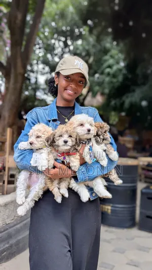 1-3 months Male Purebred Maltese