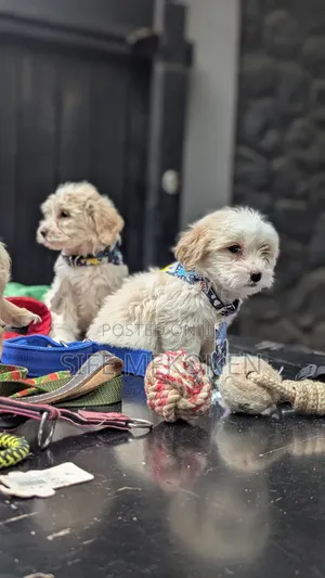 1-3 months Male Purebred Maltese