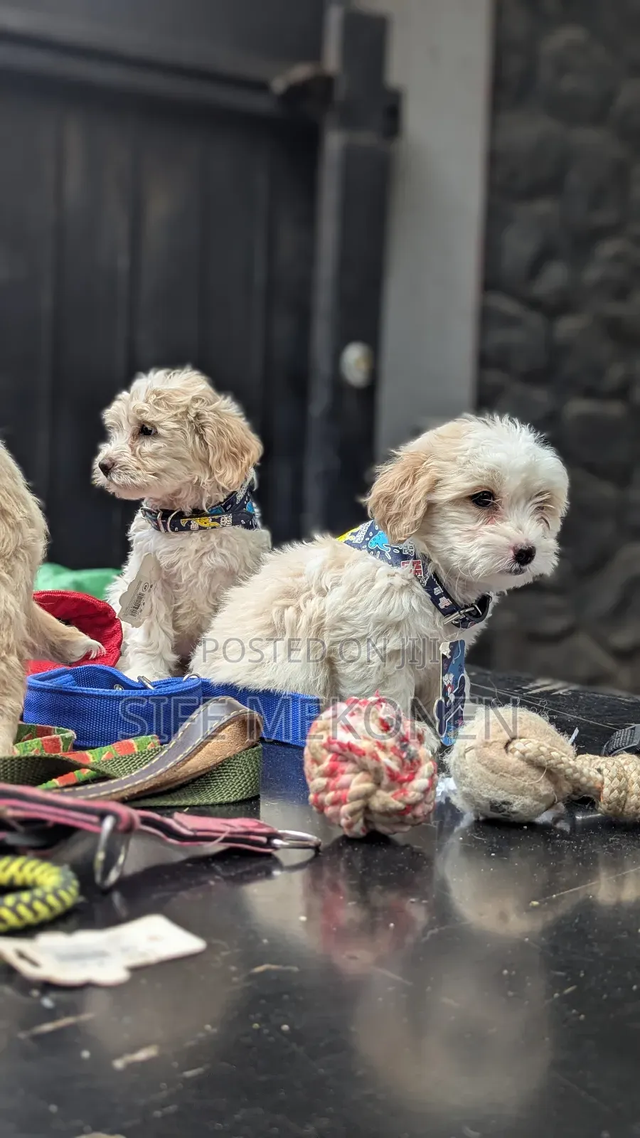 1-3 months Male Purebred Maltese