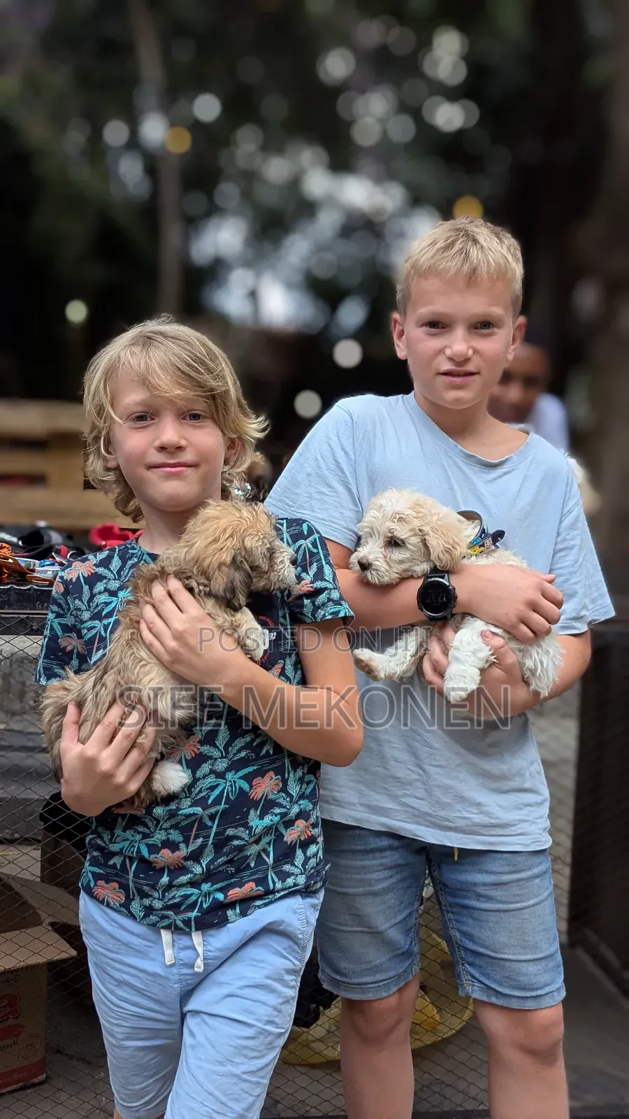 1-3 months Male Purebred Maltese