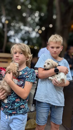 1-3 months Male Purebred Maltese