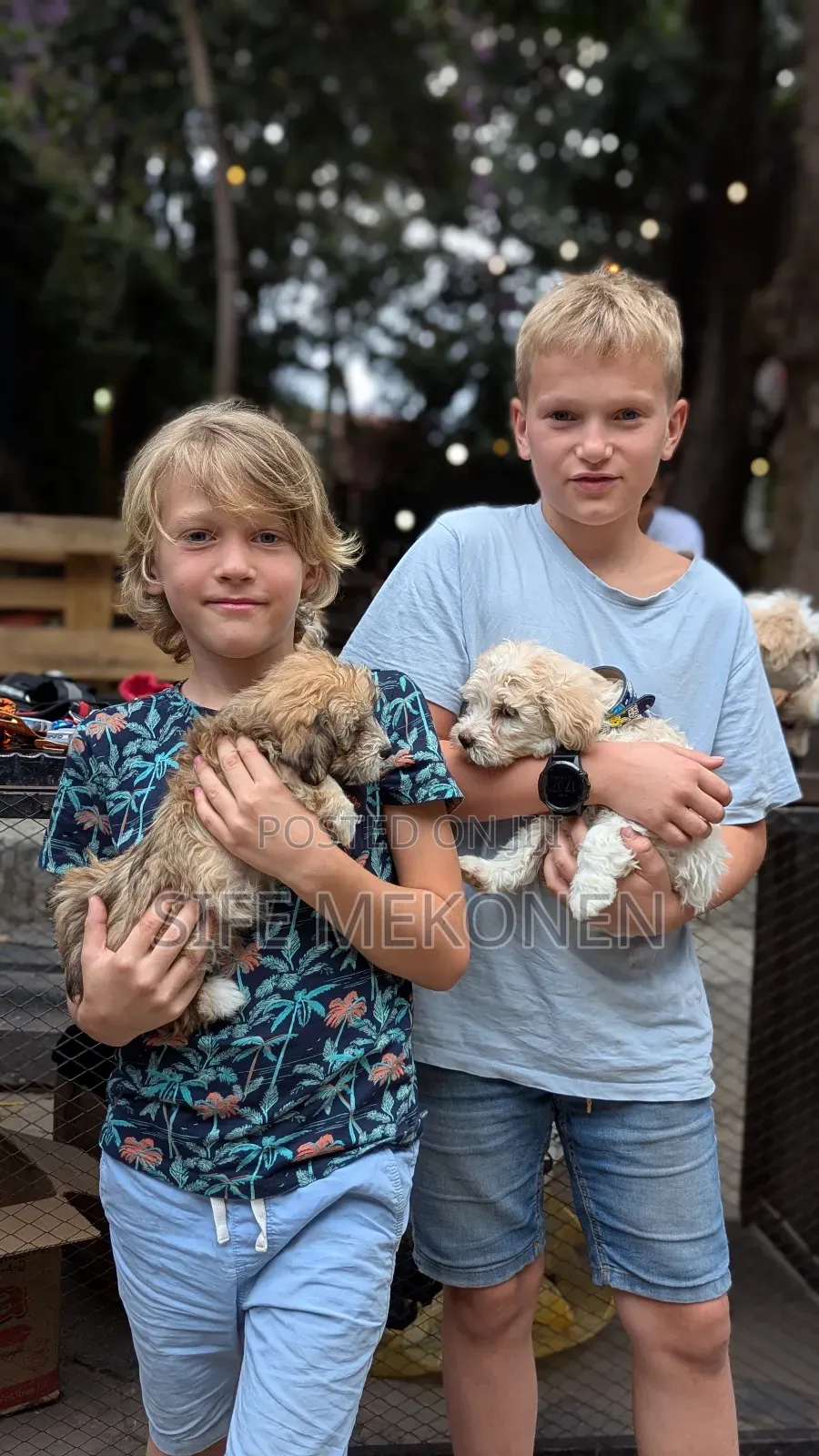 1-3 months Male Purebred Maltese