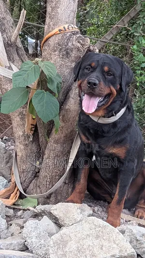 Photo - 1-3 months Male Purebred Rottweiler