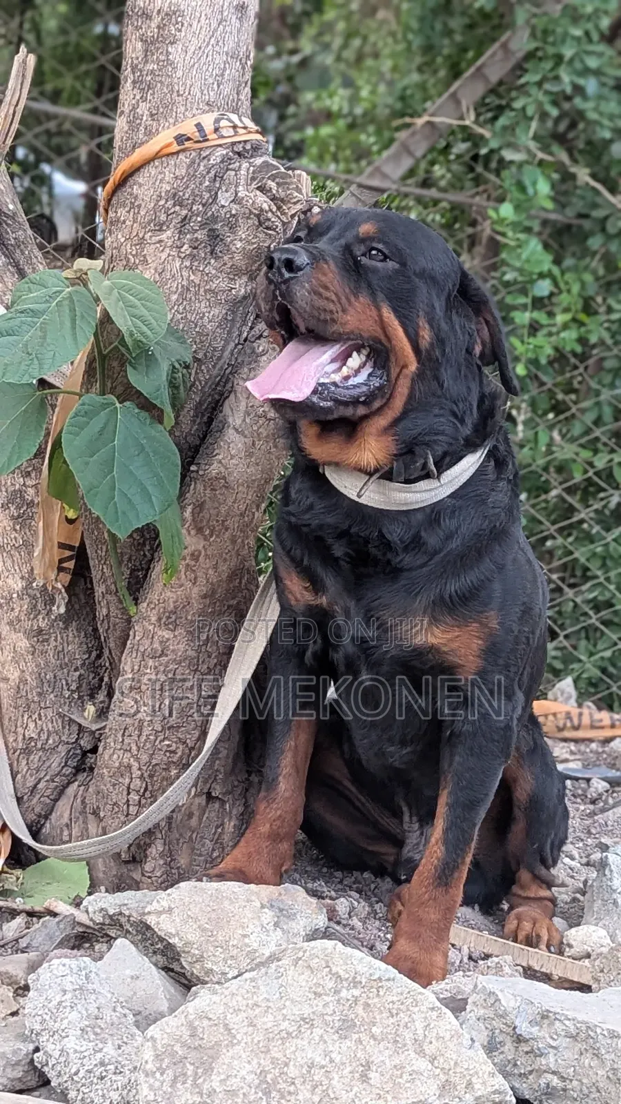 1-3 months Male Purebred Rottweiler