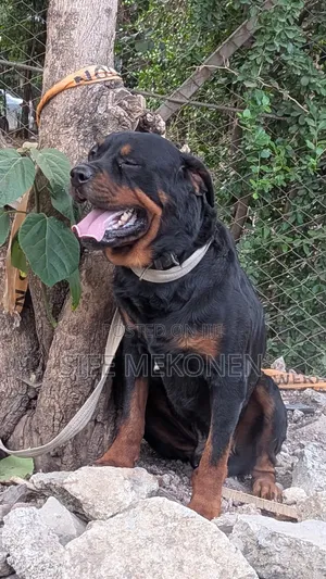 1-3 months Male Purebred Rottweiler