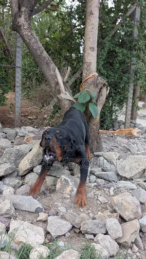 Photo - 1-3 months Male Purebred Rottweiler