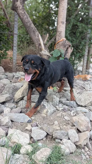 1-3 months Male Purebred Rottweiler