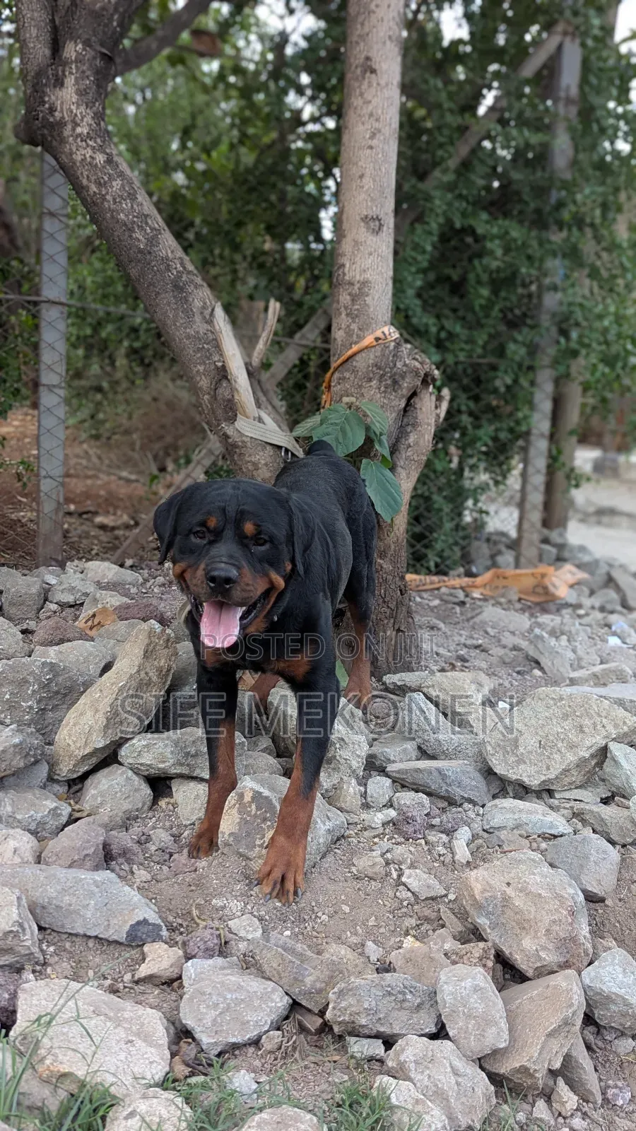 1-3 months Male Purebred Rottweiler