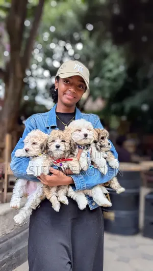 1-3 months Male Purebred Maltese