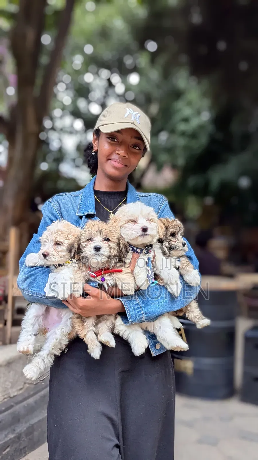 1-3 months Male Purebred Maltese