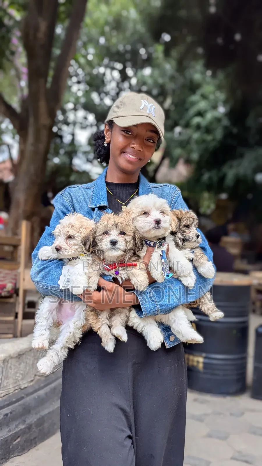 1-3 months Male Purebred Maltese