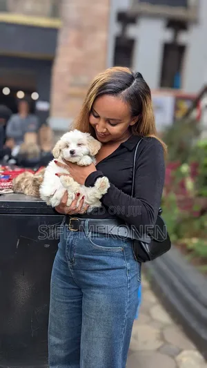 Photo - 1-3 months Male Purebred Maltese