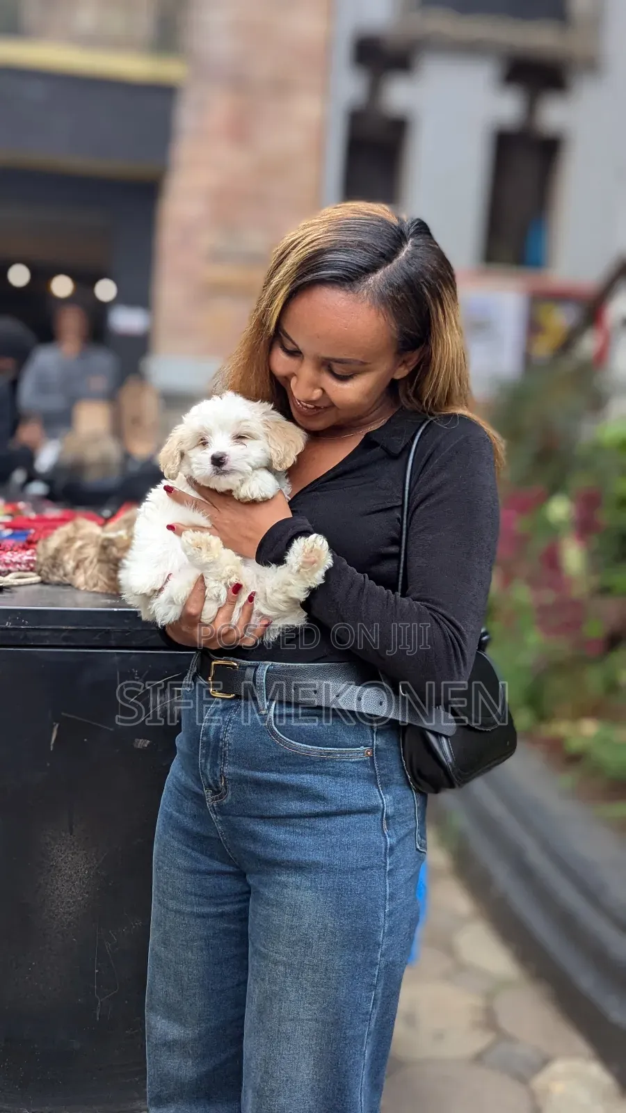 1-3 months Male Purebred Maltese