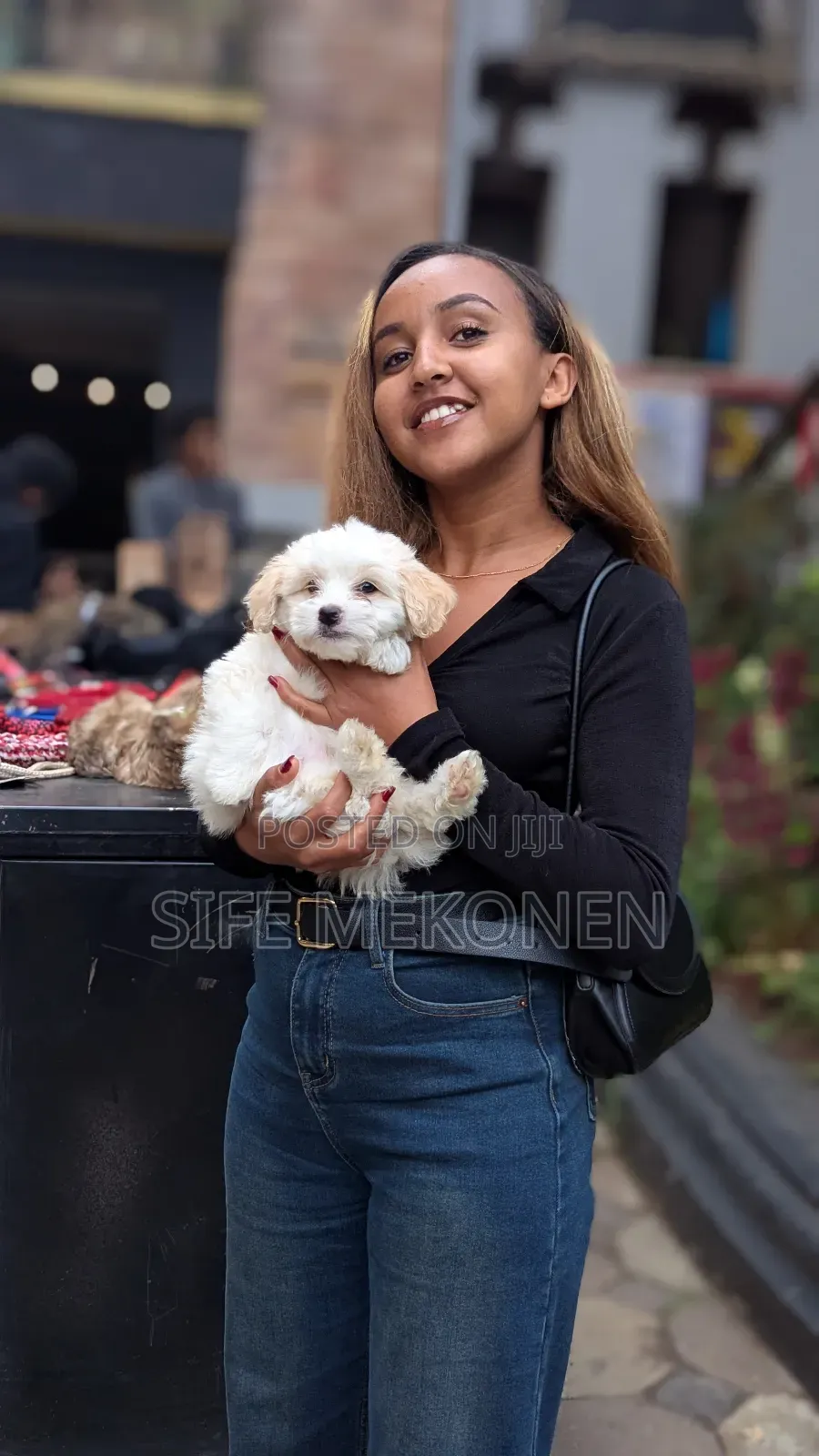 1-3 months Male Purebred Maltese