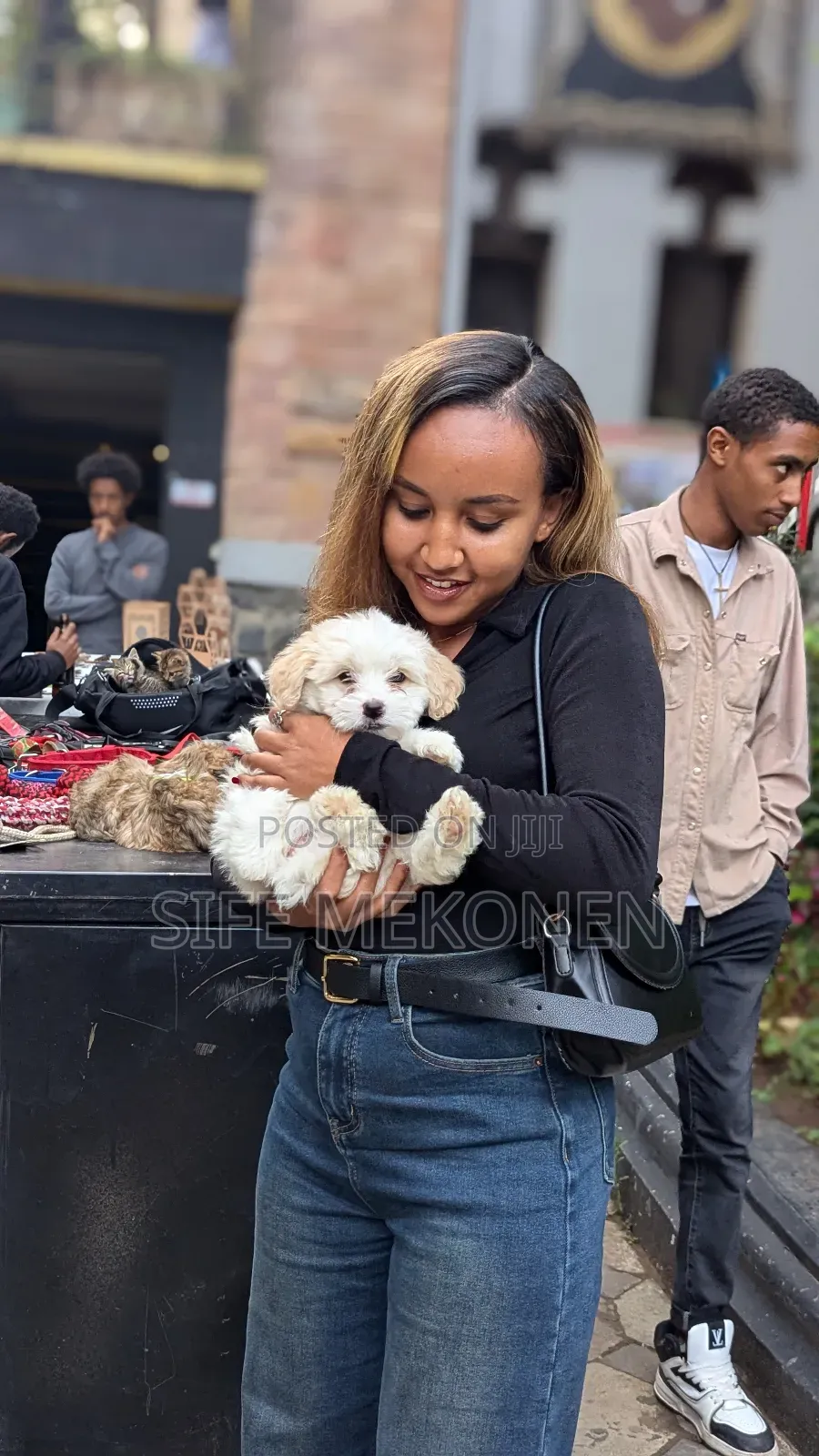 1-3 months Male Purebred Maltese