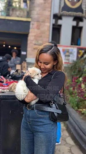 1-3 months Male Purebred Maltese