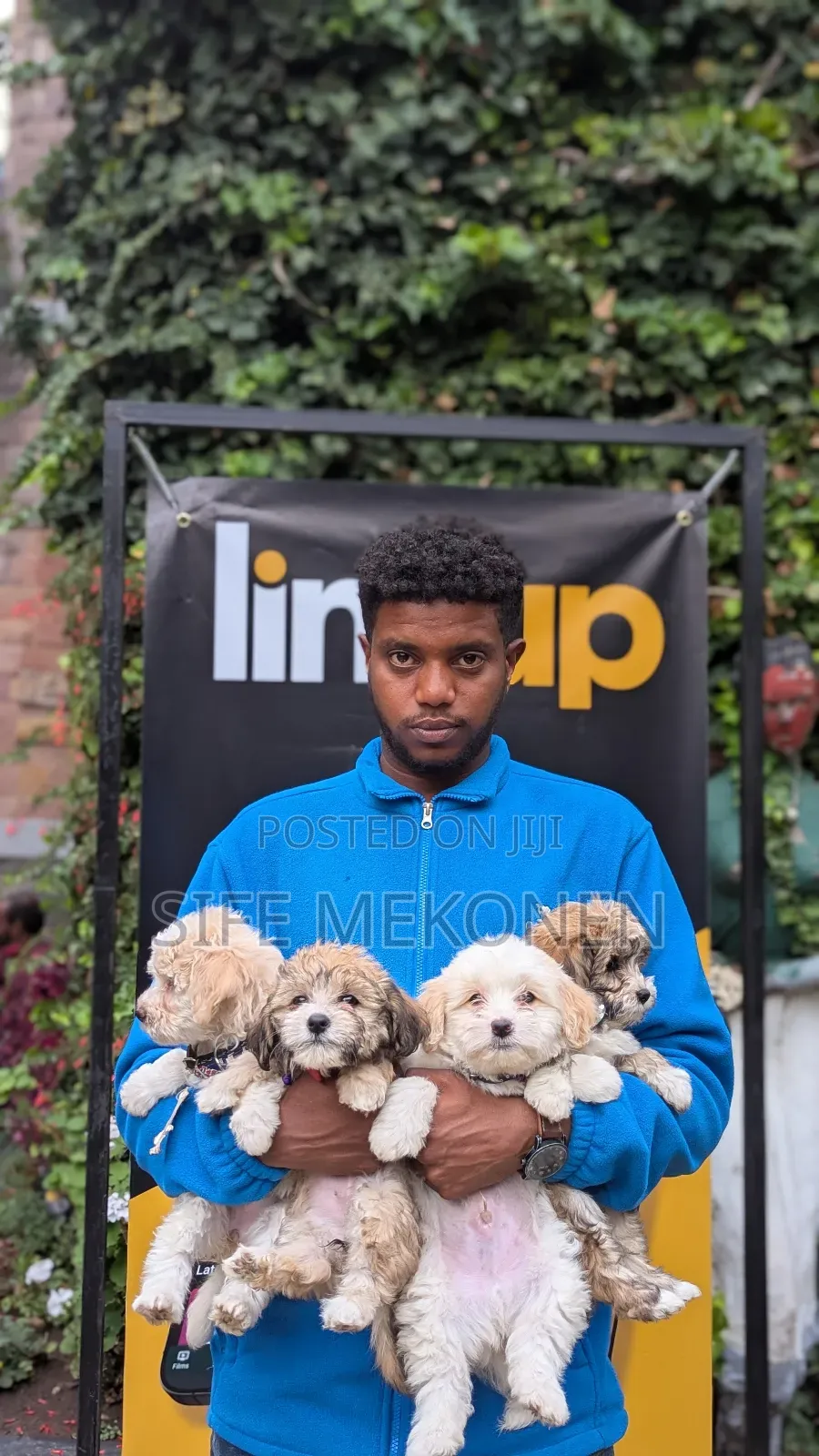 1-3 months Male Purebred Maltese