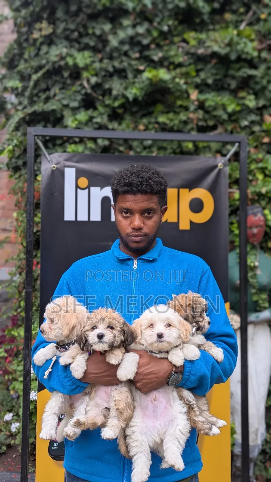 1-3 months Male Purebred Maltese