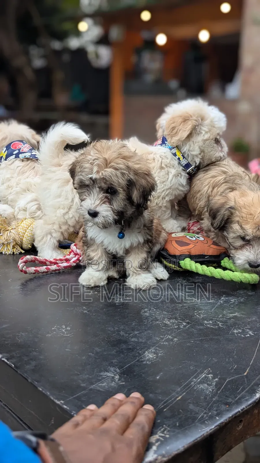 1-3 months Male Purebred Maltese