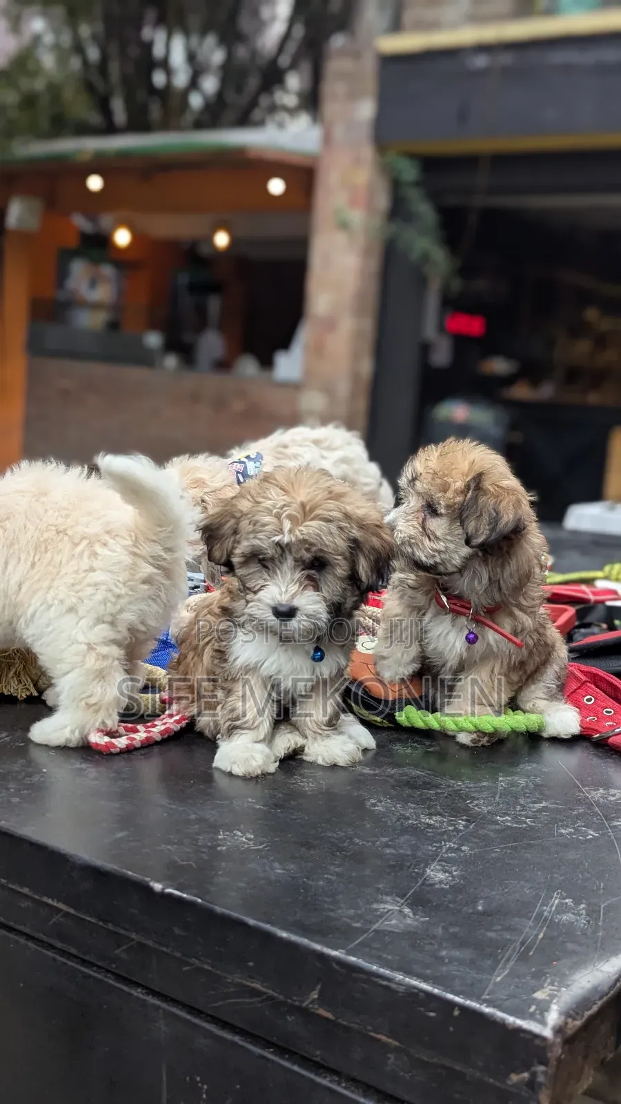 1-3 months Male Purebred Maltese