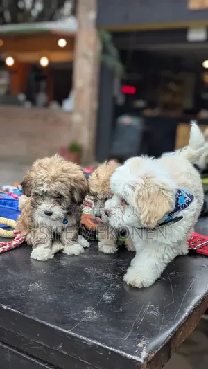 1-3 months Male Purebred Maltese